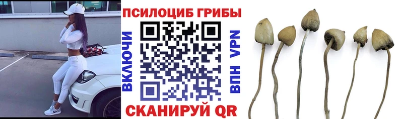 Галлюциногенные грибы Psilocybine cubensis  Купить где  Бирск 